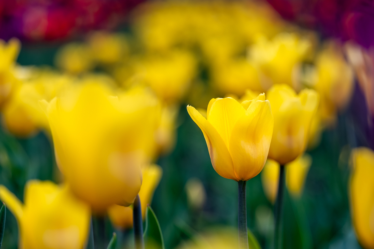 Vanliga frågor och svar om blombud